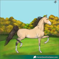 Horse Color:Buckskin