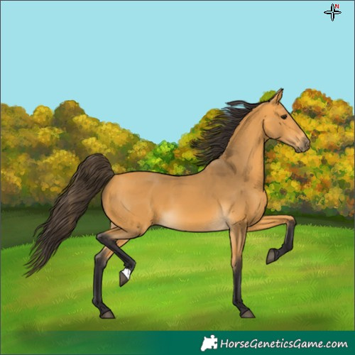 Horse Color:Buckskin 