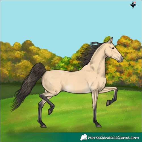 Horse Color:Buckskin