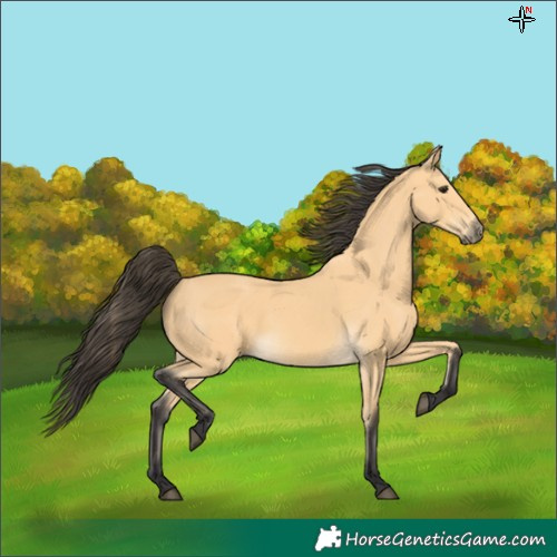 Horse Color:Buckskin 