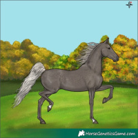 Horse Color:Silver Black 