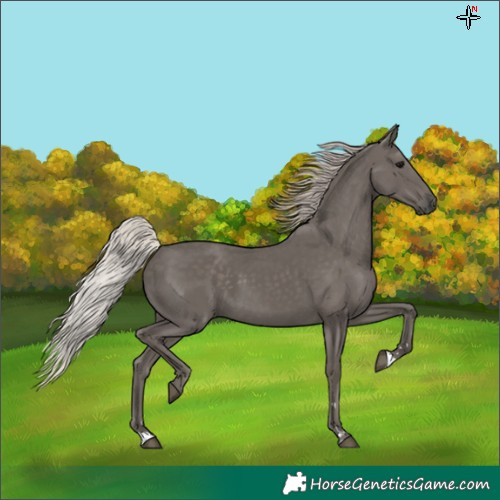 Horse Color:Silver Black