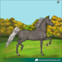 Horse Color:Silver Black 