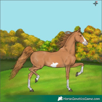 Horse Color:Chestnut Splash Frame