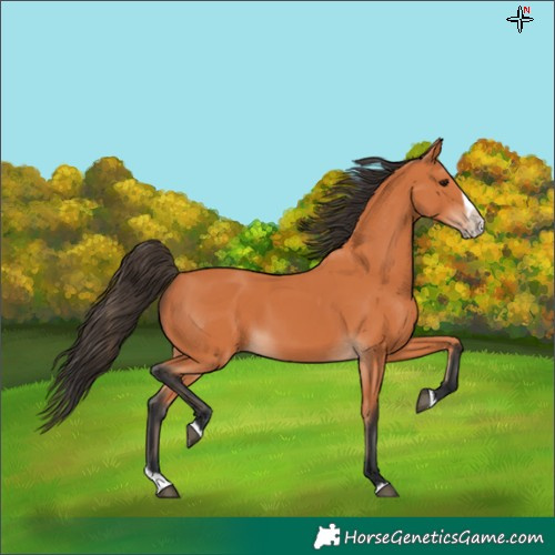 Horse Color:Bay Splash Frame