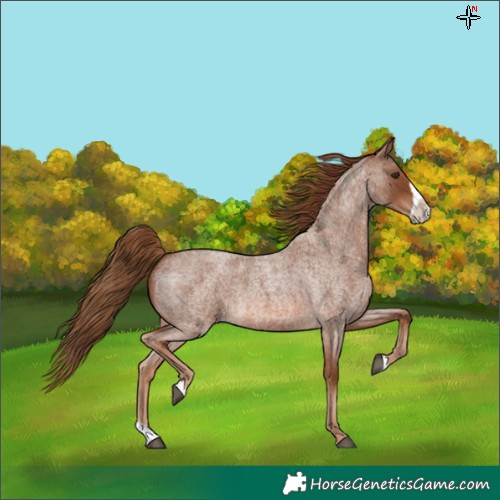 Horse Color:Red Roan Splash Frame