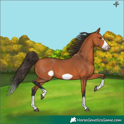 Horse Color:Bay Splash Frame 