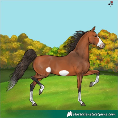 Horse Color:Bay Splash Frame