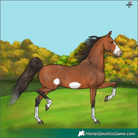 Horse Color:Bay Splash Frame