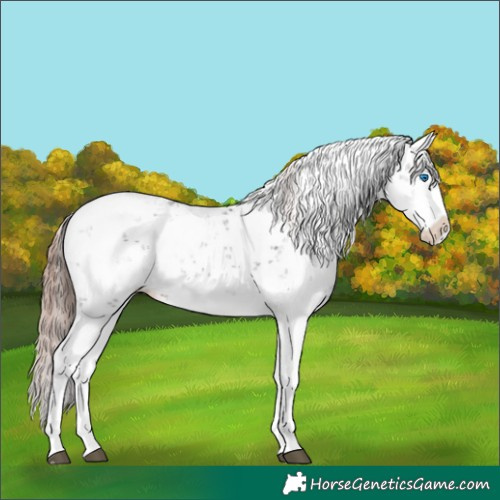 Horse Color:Liver Chestnut Sabino Splash Appaloosa 