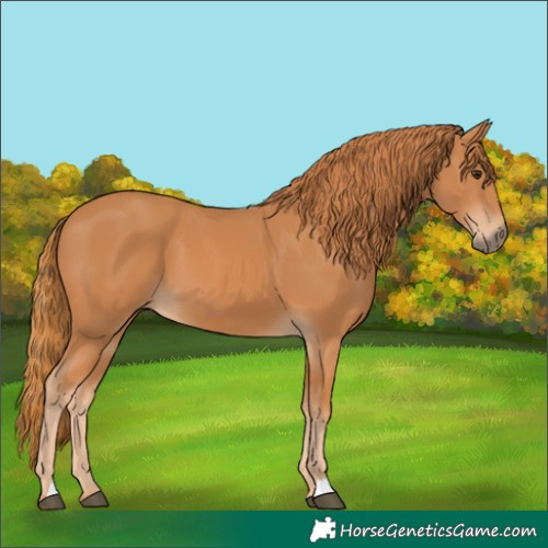 Horse Color:Chestnut 