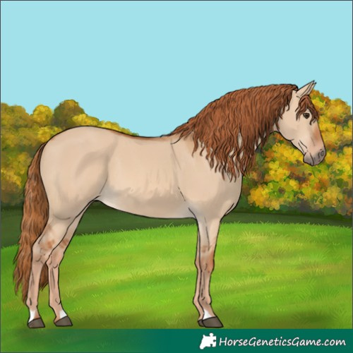 Horse Color:Red Dun 