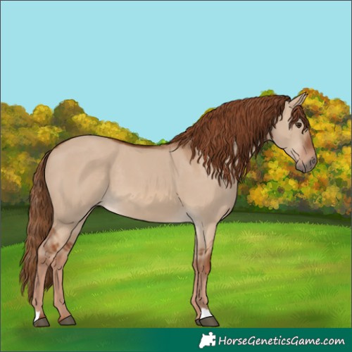 Horse Color:Red Dun