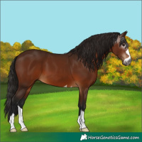 Horse Color:Gray Bay 