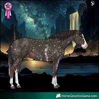 Horse Color:Liver Chestnut Sabino Splash Appaloosa 