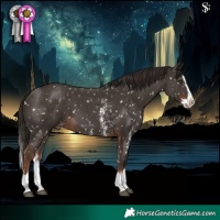 Horse Color:Liver Chestnut Sabino Splash Appaloosa