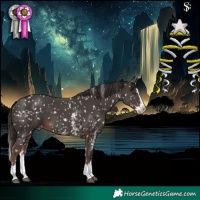 Horse Color:Liver Chestnut Sabino Splash Appaloosa 