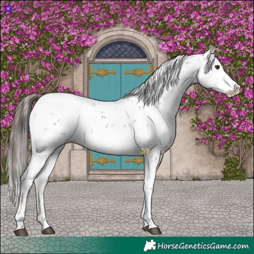Horse Color:Liver Chestnut Sabino Splash Snowcap 