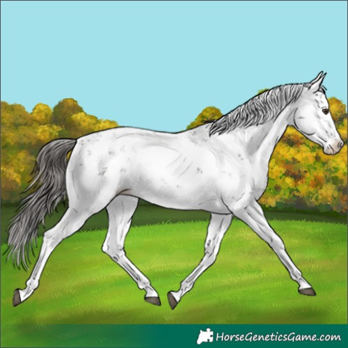 Horse Color:Liver Chestnut Sabino Splash Appaloosa 
