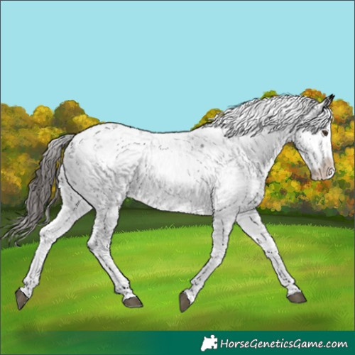 Horse Color:Liver Chestnut Sabino Splash Appaloosa 