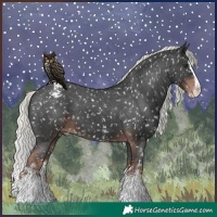 Horse Color:Liver Chestnut Mushroom Sabino Splash Appaloosa 