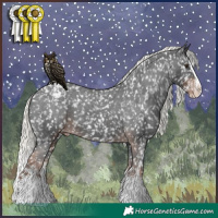 Horse Color:Liver Chestnut Mushroom Sabino Splash Appaloosa