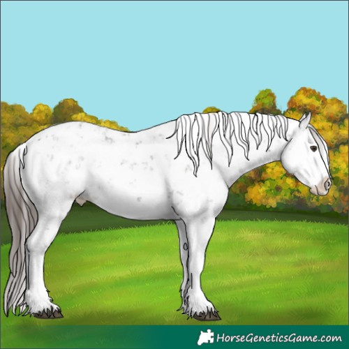 Horse Color:Liver Chestnut Sabino Splash Snowflake Varnish