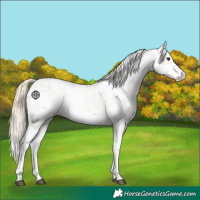 Horse Color:Chestnut Sabino 