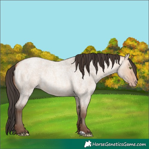 Horse Color:Amber Champagne Roan Dun 