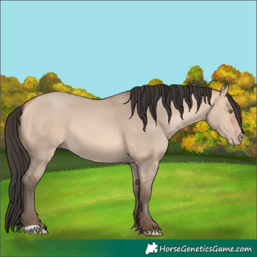 Horse Color:Sable Champagne Dun 