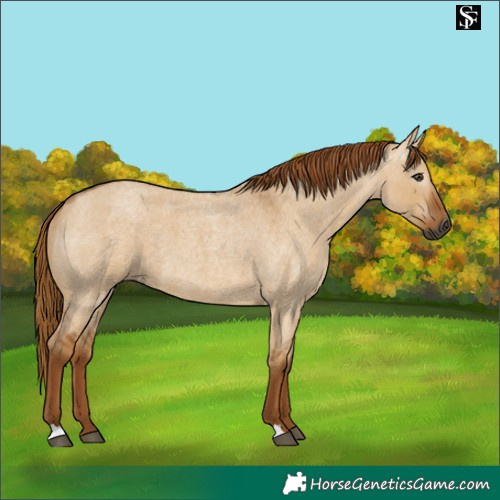 Horse Color:Gray Red Dun Roan 