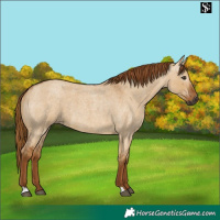 Horse Color:Gray Red Dun Roan 