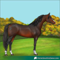 Horse Color:Brown 