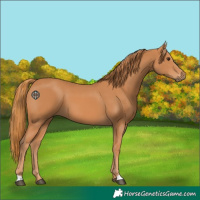 Horse Color:Chestnut 