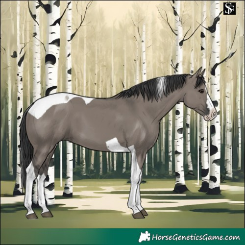 Horse Color:Grullo Splash Tobiano 