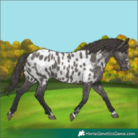 Horse Color:Grullo Near Leopard