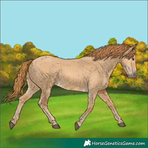 Horse Color:Red Dun 