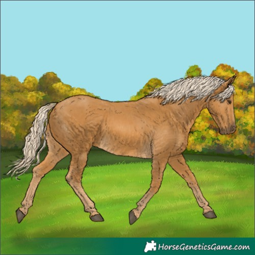 Horse Color:Palomino 