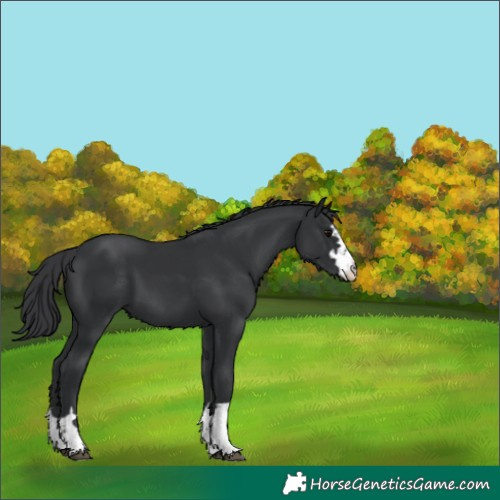 Horse Color:Black 