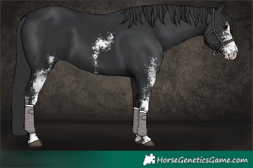 Horse Color:Black Sabino 