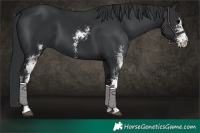 Horse Color:Black Sabino