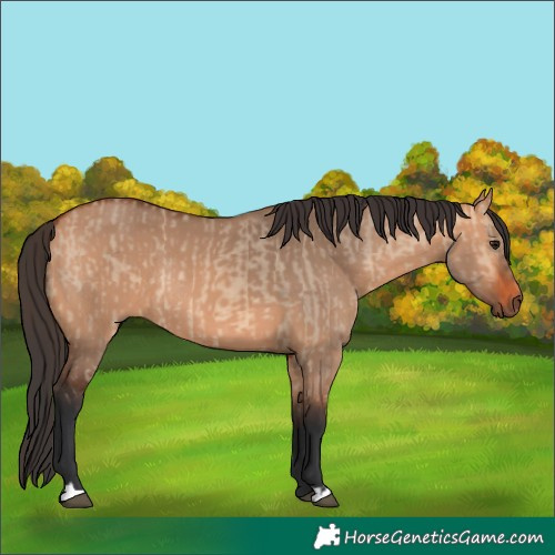 Horse Color:Brown Dun Rabicano and Bay Dun Rabicano