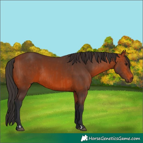 Horse Color:Brown Rabicano  and Brown Rabicano 