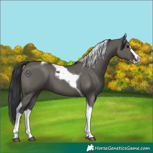 Horse Color:Grullo Splash Tobiano 