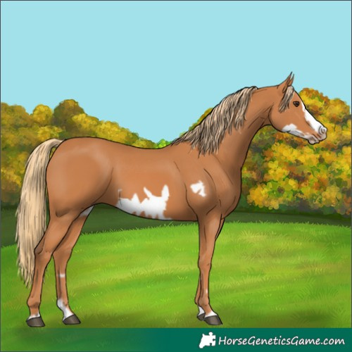 Horse Color:Unknown 