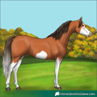 Horse Color:Bay Splash Frame