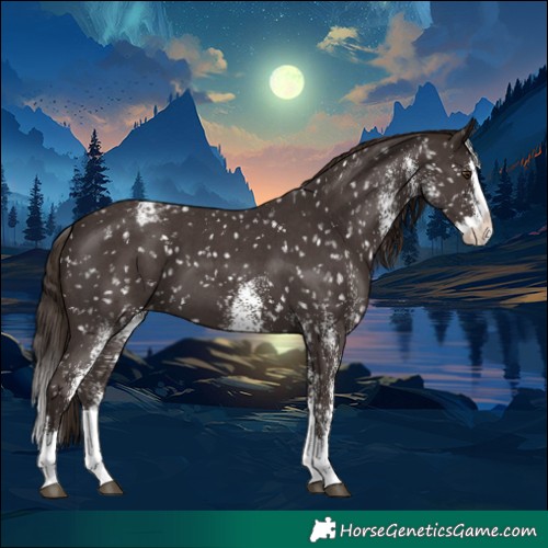 Horse Color:White Spotted Liver Chestnut Splash Appaloosa 