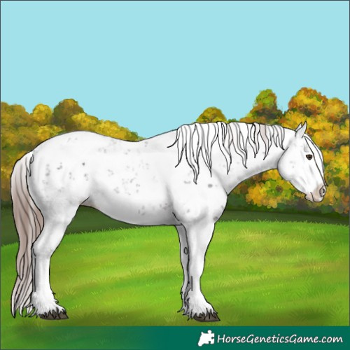 Horse Color:Liver Chestnut Sabino Splash Appaloosa 