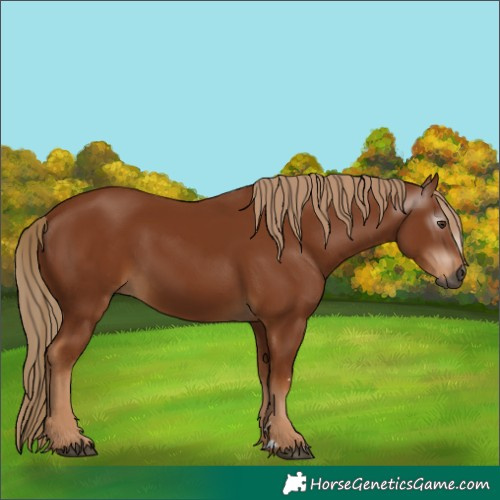 Horse Color:Gray Chestnut