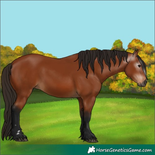 Horse Color:Gray Bay